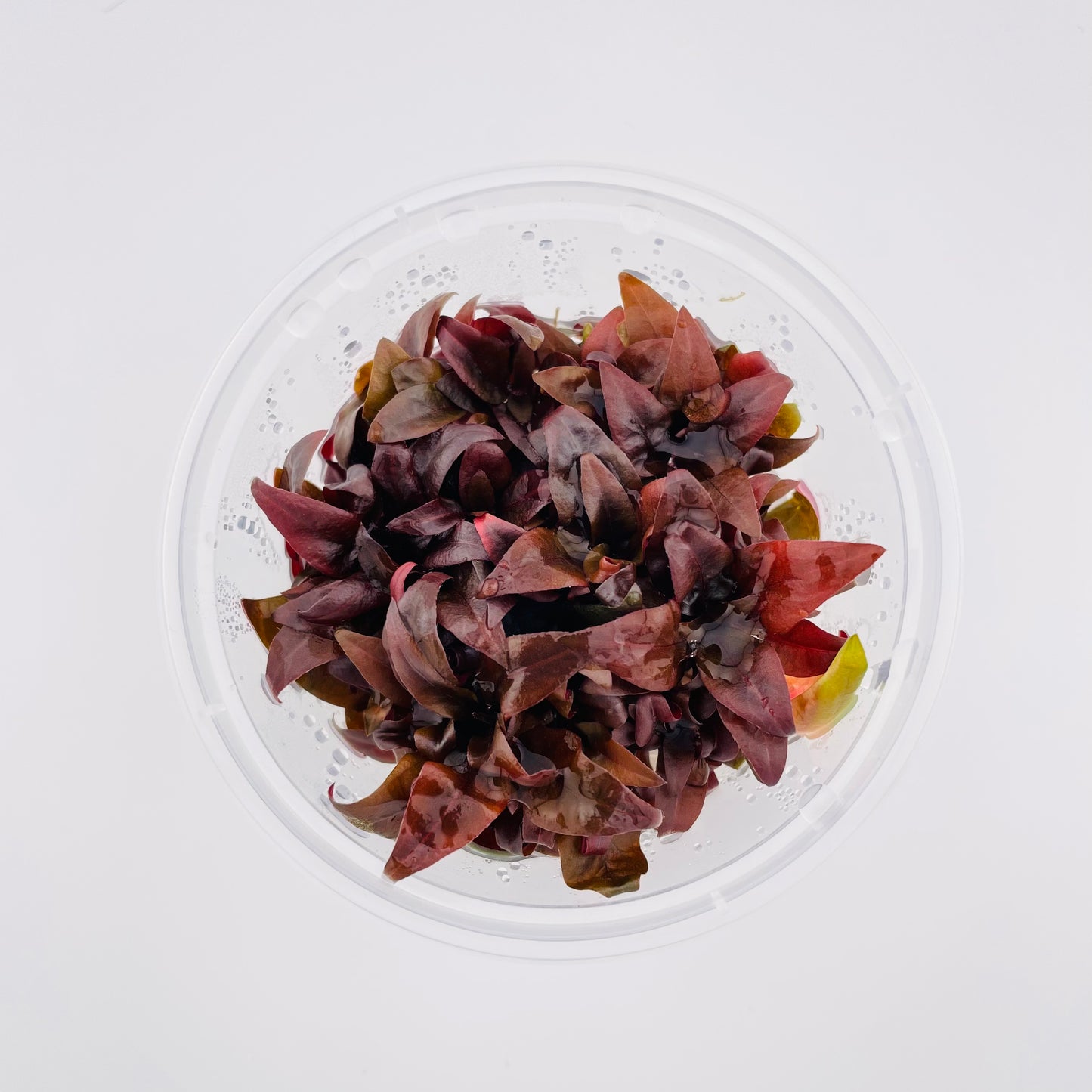 Alteranthera Reineckii "Mini" - 4oz Subterra Tissue Culture Plant