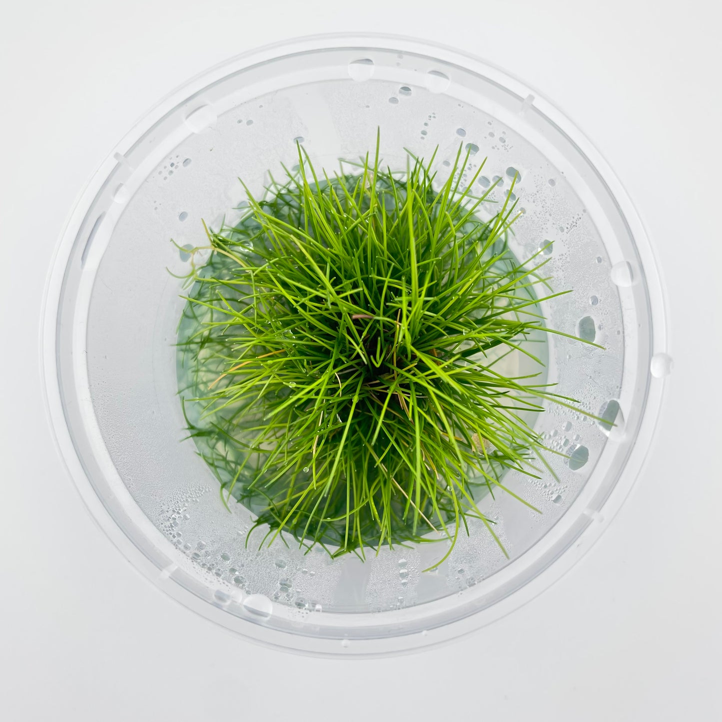 Eleocharis Parvulus Mini "Dwarf Hair Grass" - 4 oz Subterra Tissue Culture Plant