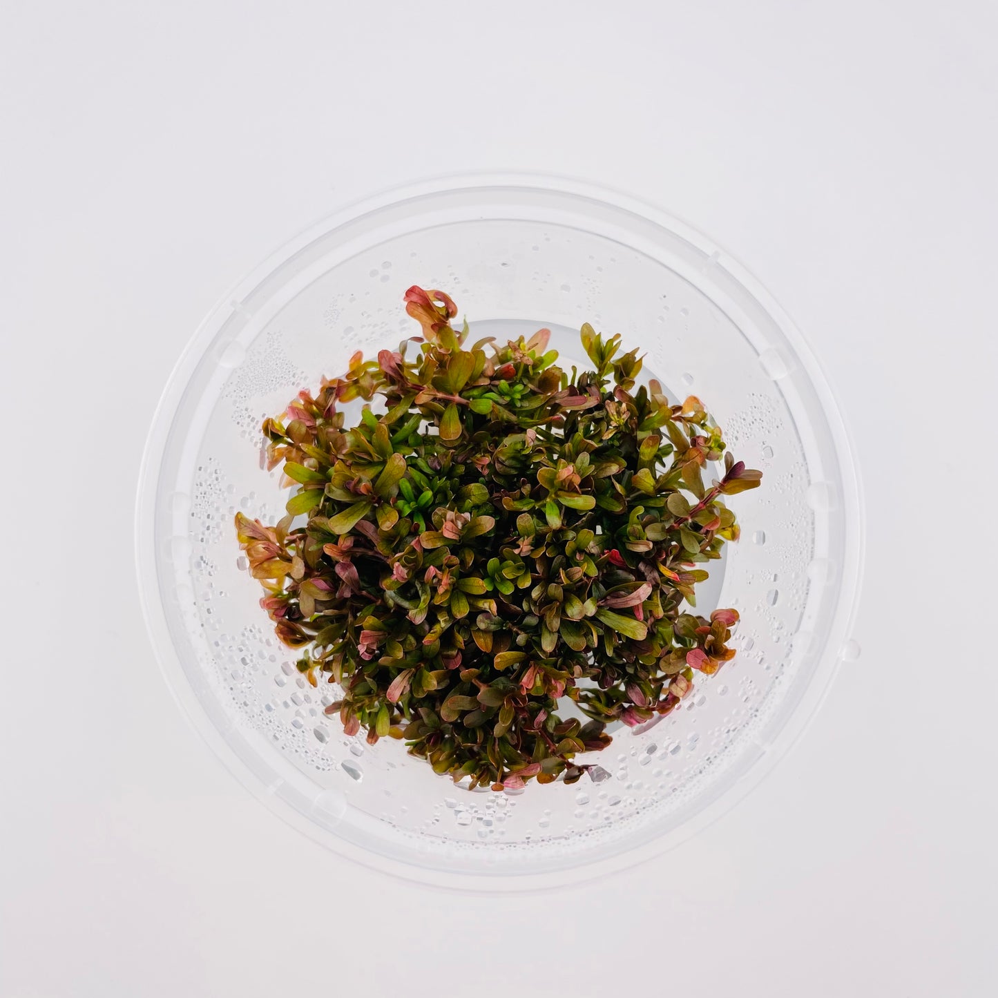 Rotala sp. "H'Ra" - 4 oz Subterra Tissue Culture Plant