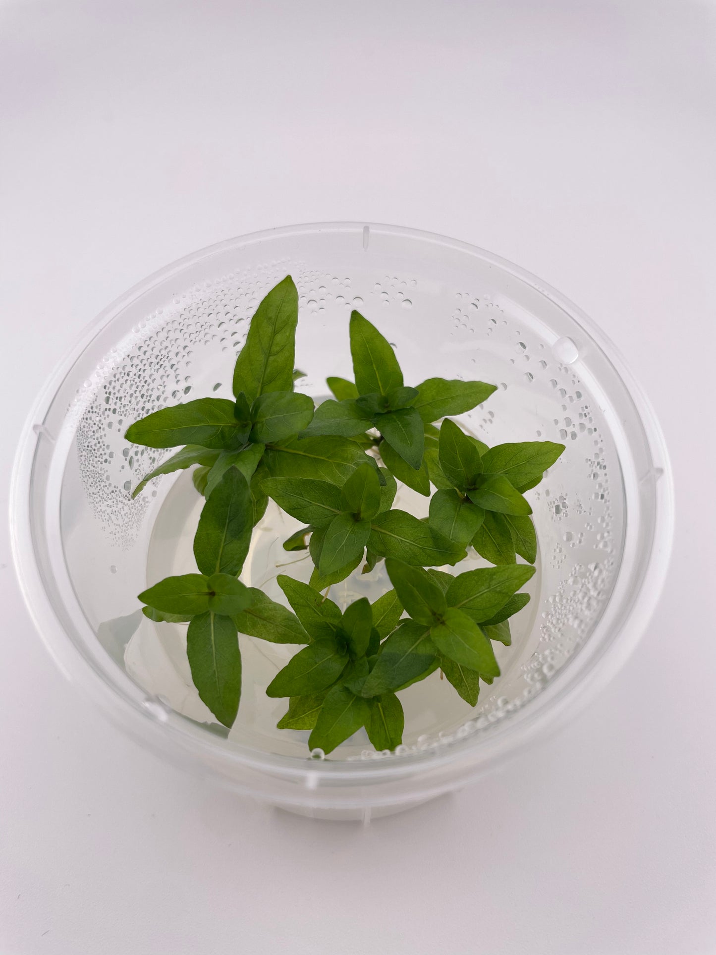 Staurogyne Repens - 4 oz Subterra Tissue Culture
