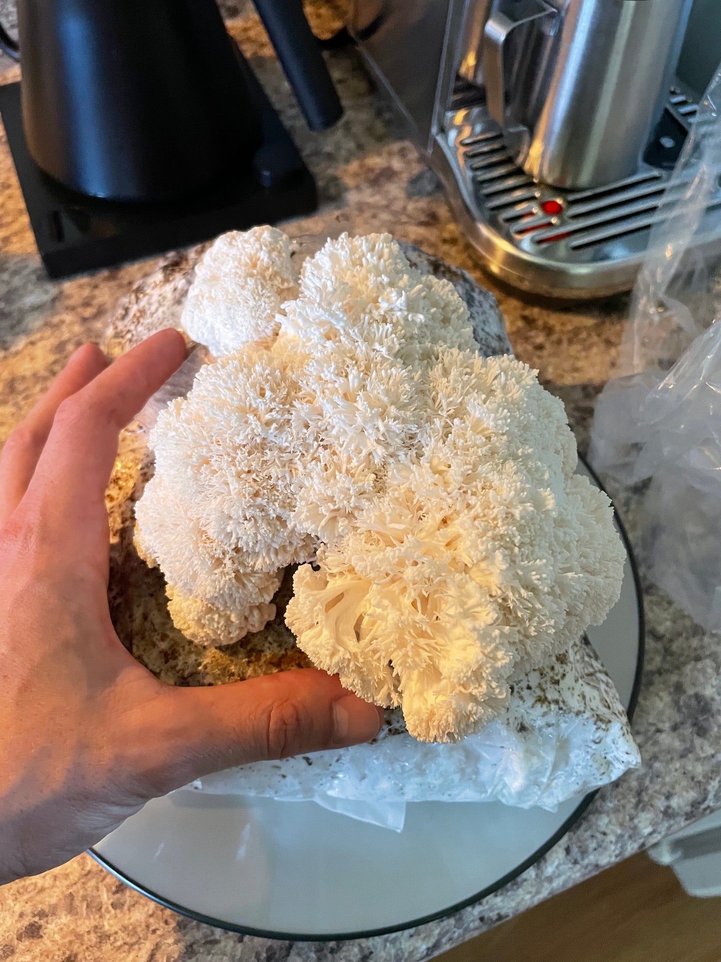 Lion's Mane Mushroom Grow Kit - Subterra Bioworks