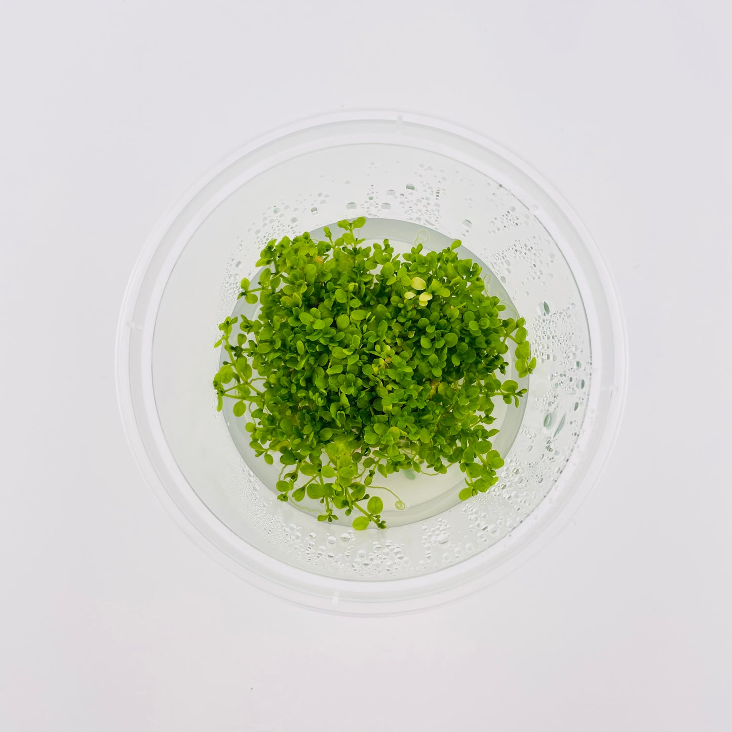 Micranthemum "Monte Carlo"- 4 oz Subterra Tissue Culture Plant