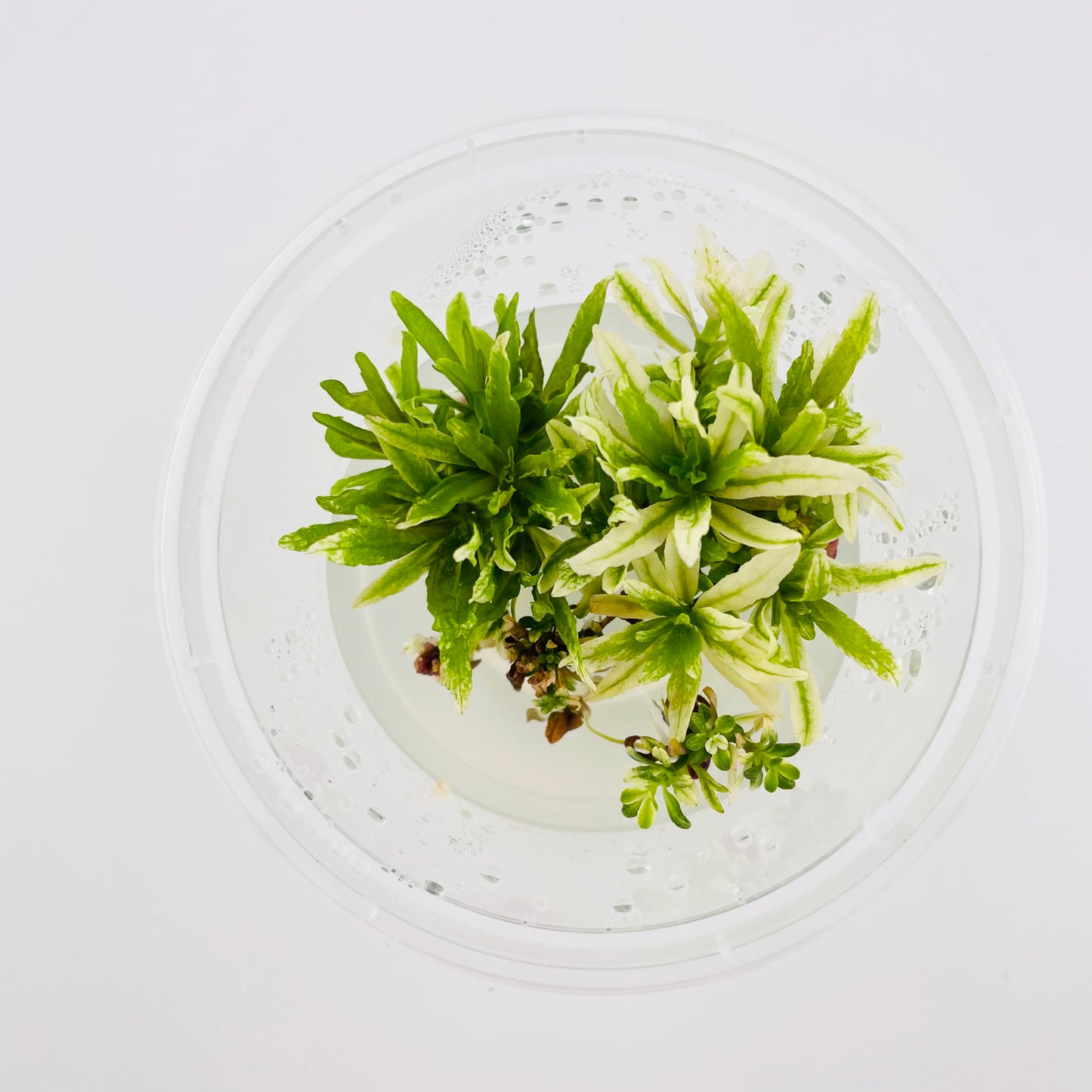 Pogostemon helferi 'white line' - 4 oz Subterra Tissue Culture Plant