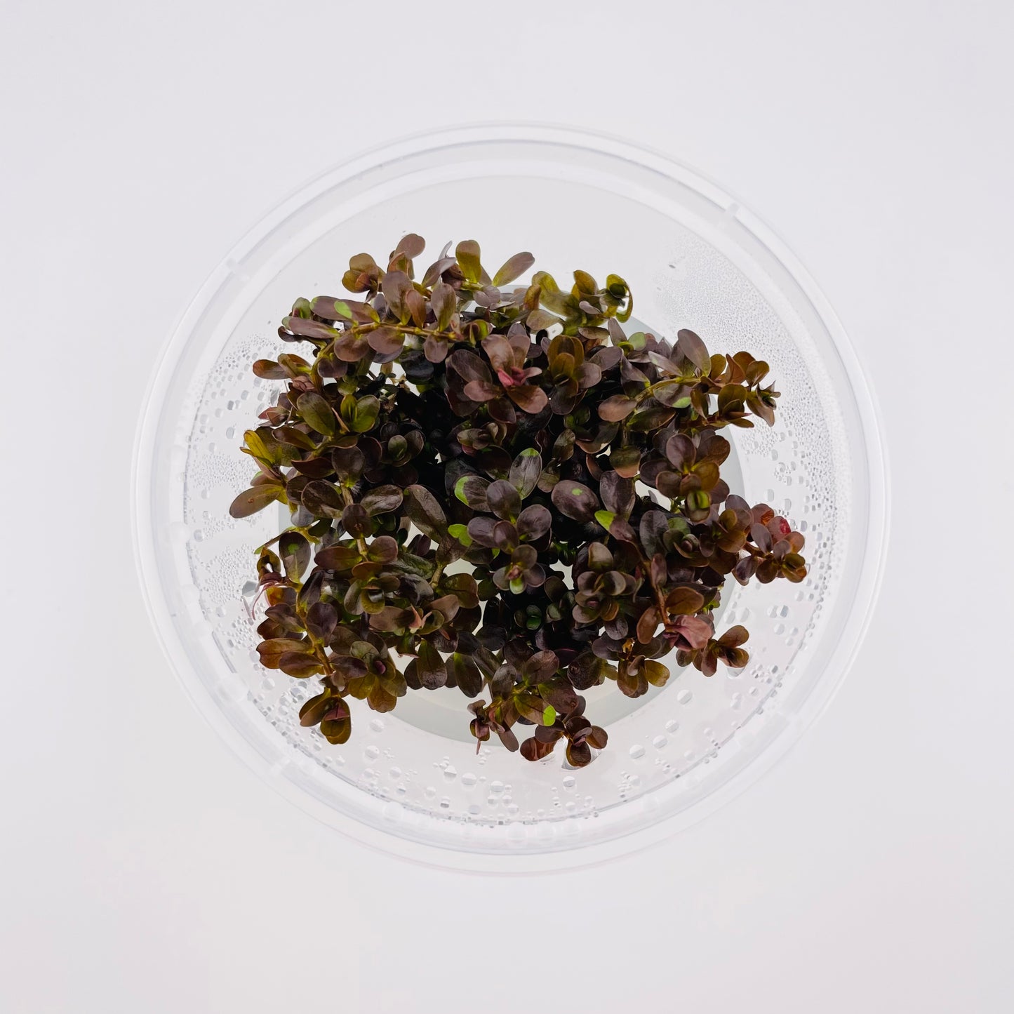 Rotala Rotundifolia 'Blood Red' - 4 oz Subterra Tissue Culture Plant