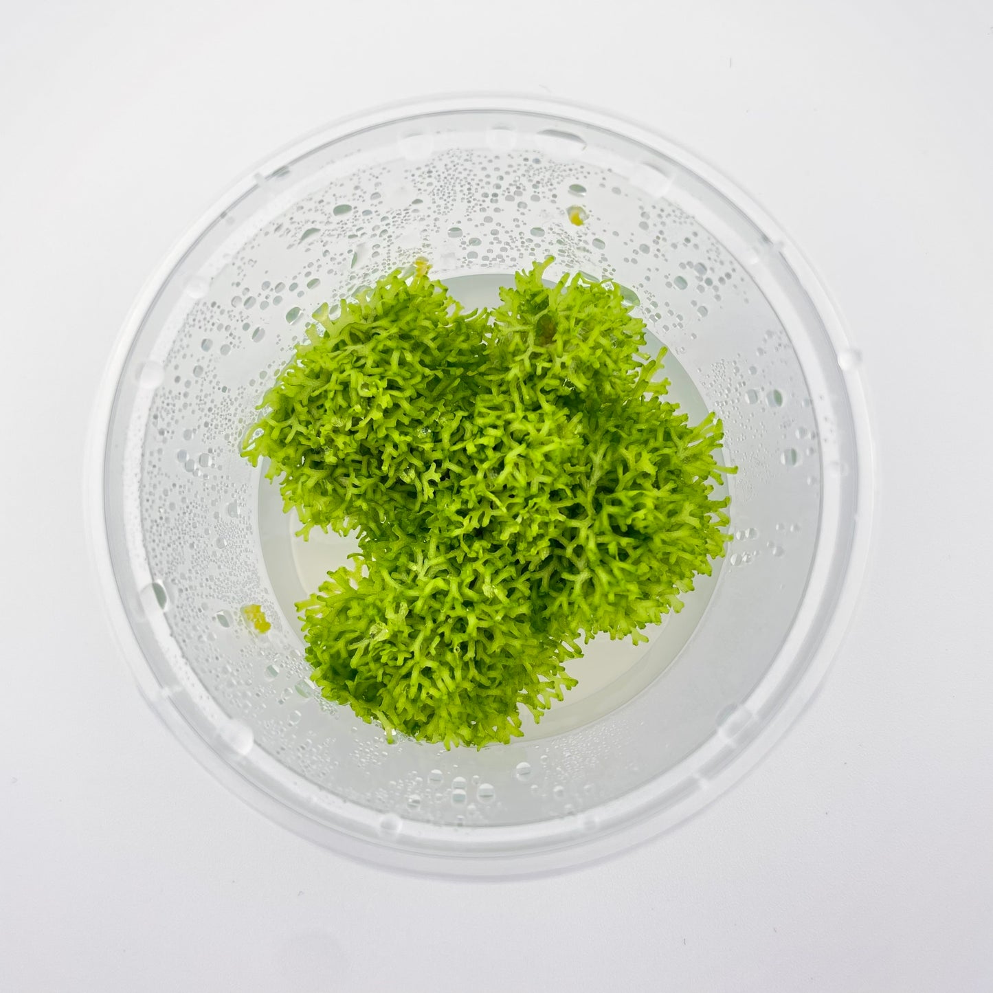 Riccia Fluitans - 4 oz Subterra Tissue Culture Plant