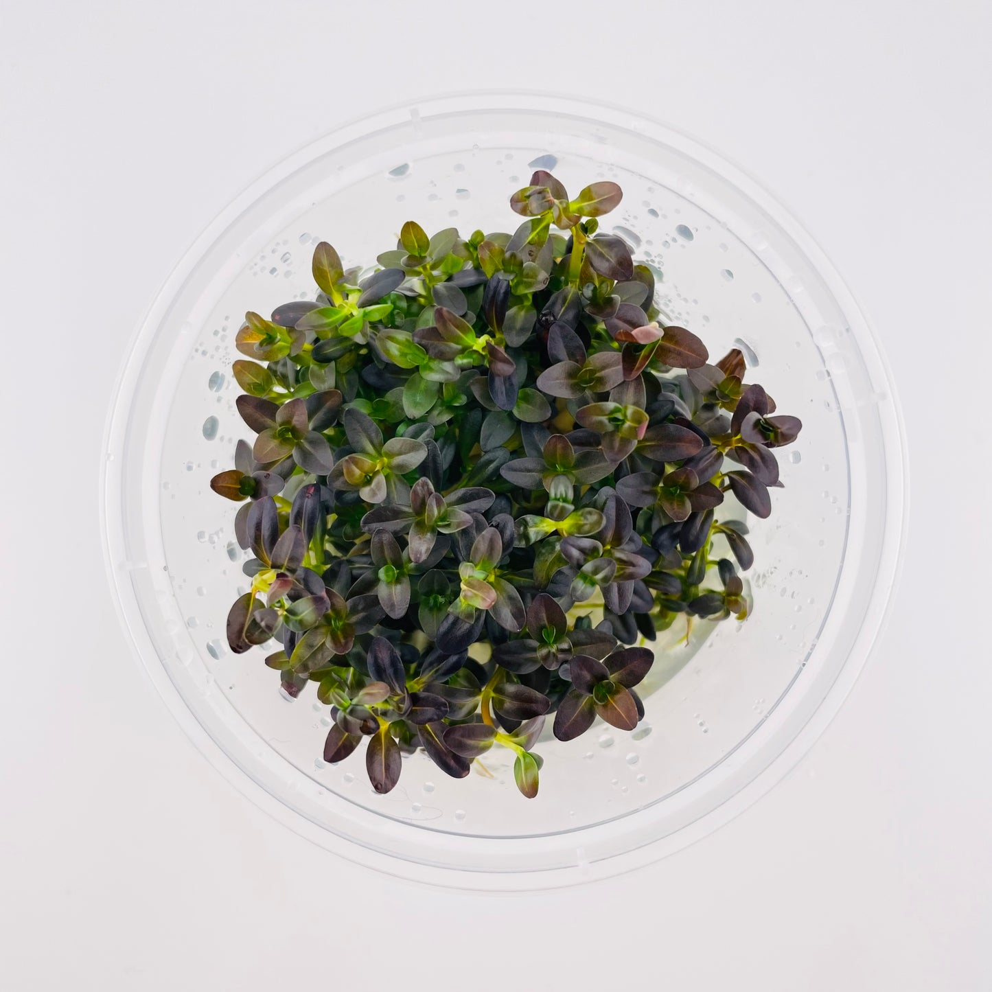 Rotala Ramosior Florida - 4 oz Subterra Tissue Culture Plant