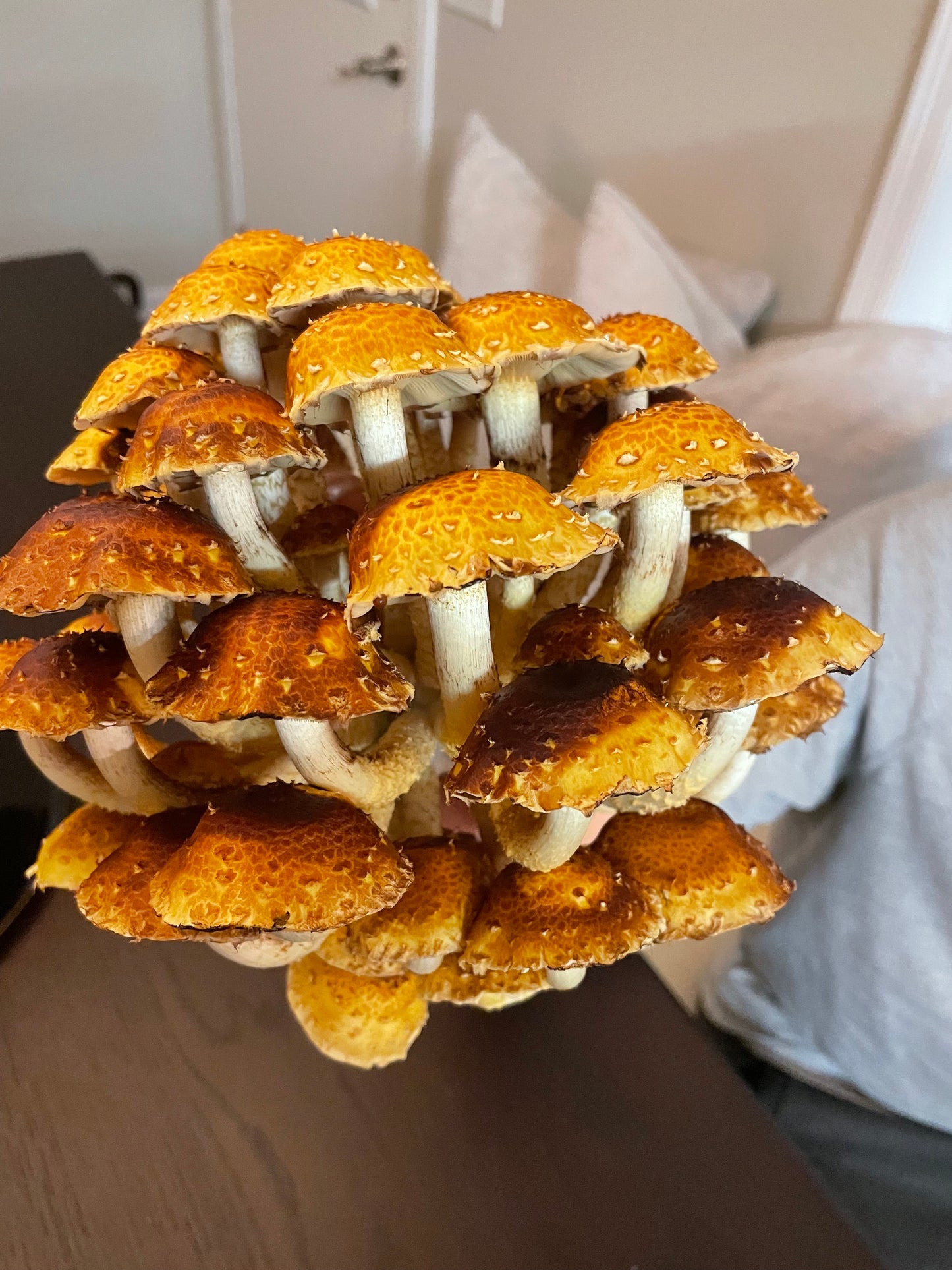 Chestnut Mushroom Grow Kit - Subterra Bioworks